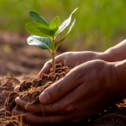 Organic Agriculture (2)